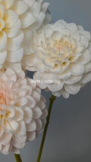 So very excited to share this new introduction from @starlitdahlias with you all! Starlit Everlasting is a darling white with just a hint of purple blush to her.

If you've followed along for a bit, you know I love collecting and comparing whites. When the color is the same, the form is what really shines on white flowers and this one has a lovely petal shape with a pearly flutter to them. They fold and layer in a way that's both soft and sculptural.

The feel is sort of, ranunculus meets rose and this is why I can't quit dahlias. There's always something new and beautiful to grow. Speaking of beautiful, Kristin is the hybridizer of @starlitdahlias and she's a beautiful person who you should definitely follow so you can snag these new releases, but also just because she's good people. We can all use more good people in our lives. 

#Dahlia #Flower #DahliaSeedling #Dahlias #CutFlower