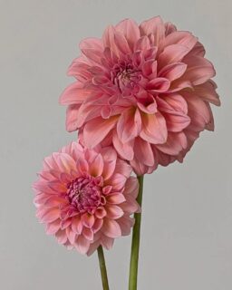 It's raining out, which is a bit of a novelty here. We've been in a drought for many years, so as everyone over 35 years old will say every time it rains, "We need the moisture."

Anyway, I have about half of my dahlias planted. 🤷‍♀️ Some were started nice and early and they're already blooming. These two cuties are my favorite dahlia color. Devon Salmon is the bigger one and Hillier Tanuda is the sweet little one. I'm a big fan of that peachy pink color in dahlias and I thought I went overboard propagating these two, but now I'm appreciating past me.

I hope everyone else is further ahead in the planting game!