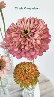 I'll admit I wasn't always a zinnia person. They still make me itch, but the newer colors have me giving them a little more garden space.

I did try a bunch of the Floret ones in past years too, they were also nice. The price is steep but if you love them, you can collect seed which makes them more reasonable.

I think I like the larger zinnias, Ballerina and Linen, a bit more. They're also a bit more affordable than the fancy Dawn Creek and Floret varieties. If you want a smaller pastel then I think those others are worth buying a pack of to collect from for the future.

Doors anyone know if I harvested that tufted one too soon? It didn't seem quite as poofy as I expected, but the weather here doesn't have things looking their best.

What are your fav zinnia varieties this year? I'll add them to my list for next year.