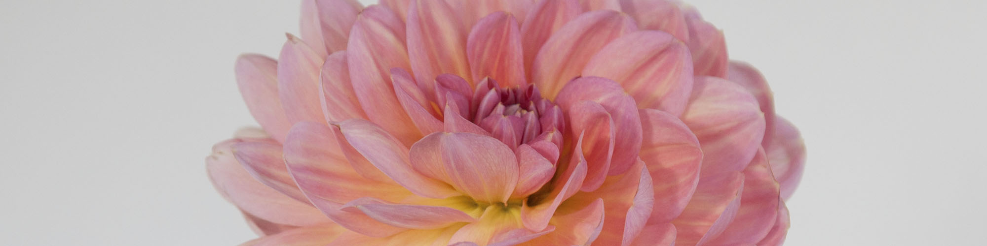 Close up of a pink Hapet Old Charm dahlia