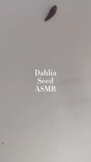 Dahlia seed collecting ASMR.
I really enjoy the process of getting dahlia seeds out of their seed pods. It's a tactile thing. I started to record a video explaining the process, but then I realized, what I like about it is that calm good-sensory feeling, otherwise known on the Internet as ASMR or Autonomous Sensory Meridian Response. So I figured I'd share that feeling with you instead.

May your body relax and your scalp tingle. 🙂

#ASMR #ASMRrelax #ASMRrelaxing #ASMRcrunchy #ASMRtingles #Dahlia #DahliaSeed