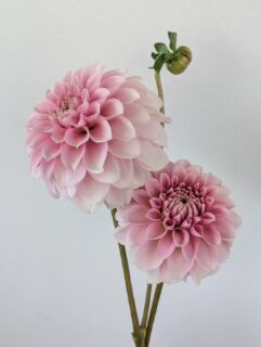 As I was scrolling back through photos today, I was happy to come across this one of Levi's Confessor. It's a gorgeous bloom. It does need a shady spot in my garden though. I'm at high altitude with hot, high UV summers and the petals on this one will scorch if it's not given a bit of shade.

I was again reminded that gardening can really depend on where you are when I checked my one peony. They need cold and you can grow them in pots, but they don't like the extreme temp swings of winter here in an exposed pot. I should have kept that in the garage. That peony is a sad goner. (Don't ask which variety it was.) 🫣

Anyway, the point is, if you read advice or see things on the Internet, don't forget to adjust for your conditions. It's super dry here, so I have to start seeds with cover, but folks in a moist climate might have more trouble that way. So many variables that are unique to you!
I'm starting my dahlia seeds this week. Hoping for some that enjoy a hot, dry climate!

What are some garden things you've noticed that work for "everyone" that don't work for you, in your climate?

#LevisConfessorDahlia #Dahlias #dahlia