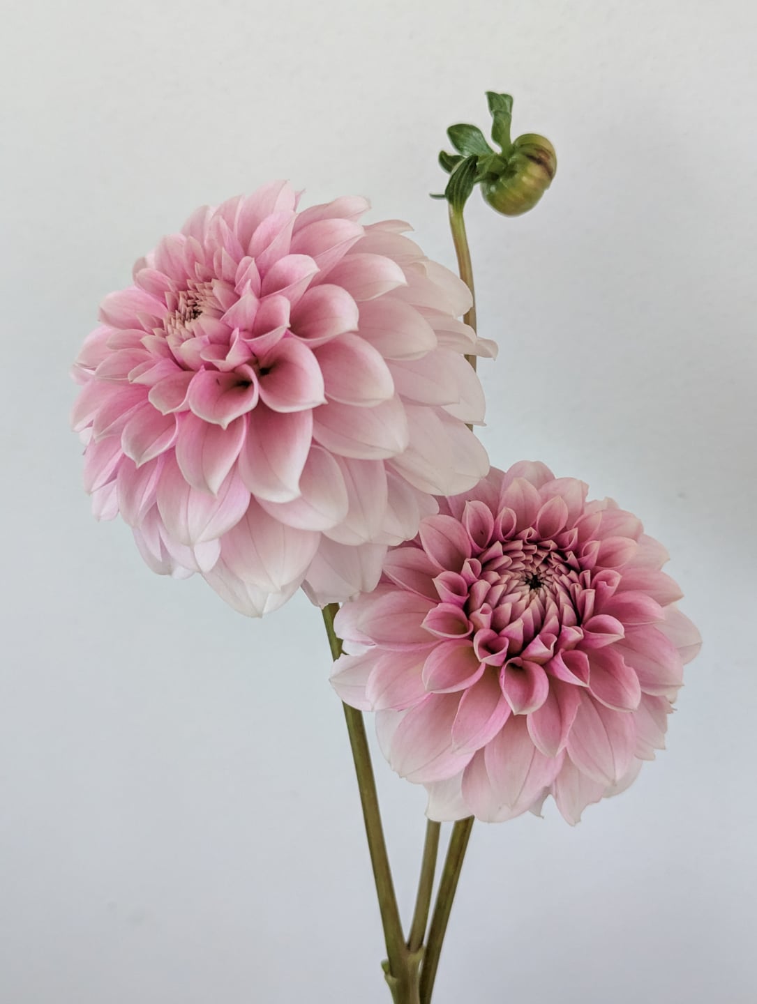 As I was scrolling back through photos today, I was happy to come across this one of Levi's Confessor. It's a gorgeous bloom. It does need a shady spot in my garden though. I'm at high altitude with hot, high UV summers and the petals on this one will scorch if it's not given a bit of shade.

I was again reminded that gardening can really depend on where you are when I checked my one peony. They need cold and you can grow them in pots, but they don't like the extreme temp swings of winter here in an exposed pot. I should have kept that in the garage. That peony is a sad goner. (Don't ask which variety it was.) 🫣

Anyway, the point is, if you read advice or see things on the Internet, don't forget to adjust for your conditions. It's super dry here, so I have to start seeds with cover, but folks in a moist climate might have more trouble that way. So many variables that are unique to you!
I'm starting my dahlia seeds this week. Hoping for some that enjoy a hot, dry climate!

What are some garden things you've noticed that work for "everyone" that don't work for you, in your climate?

#LevisConfessorDahlia #Dahlias #dahlia