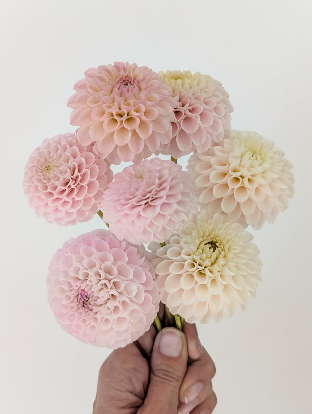 If there was a blush mini ball dahlia Pokemon game, I'm pretty sure I'd manage to catch them all. I'll add poms to the mix too. I'm pretty sure I have all the ones that exist, but you let me know if there are some I haven't caught. Oh, I just thought of one I haven't grown, Ms. Beth.  I made a couple reels sorting through my favorites. One of these days I'll dig it out and post it so you can see a live comparison. 

Here's a list of the ones I have grown. I collected seed last year, so here's hoping for more blush mini balls because the world can never have too many. 😆

Kennedy Hill Marcella W
Odyssey
Camano Zoe
Irish Candy
Irish D Porter
20th Ave. Delicada
Wizard of Oz
Hapet Barbie
Eden Benary