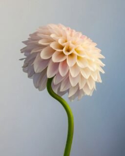 I'm a little obsessed with the way the stem on this Bloomquist Tory P  dahlia dips and curves.

There was a time when I felt guilty for not staking every plant. Farm grown standards and ADS standards say you need straight stems. But one thing I learned at @fleuropean was that a little bend or curve can give a bloom personality and an arrangement, movement in special ways.

So now, as long as I'm not trying to take a bloom to the show, I get really excited about fun, curvy beauties like this.