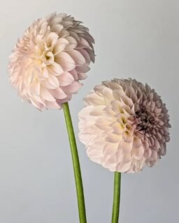 When I first started growing dahlias I was frustrated that they didn't look the same in my garden as they did in most photos. I didn't totally understand that weather and conditions could affect the color.

Now, I embrace it more. Sometimes that means I get a bunch of yellow dahlias when I hoped for pink or peach, but sometimes it means I get this lovely silvery, pearlescent color where most people's photos show a slightly more standard lavender. It helps that I've started to be able to tell which blooms are likely to do what, so it's not a total shock when I see something different than what I expected.

Anyway, Glenmarc Divine is just lovely here. I'm so grateful to have her growing in my garden.

Anyone else find a variety that happens to look extra good for them?