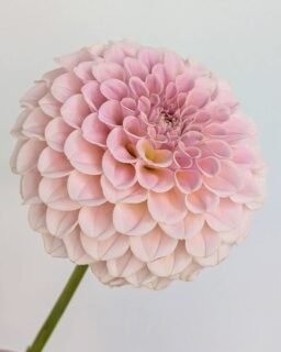 KA's Cinder Rose is probably one of my top all-around dahlias. The colors are lovely to work with in bouquets, it lasts a long time on the plant and in the vase. Just a really good one. Some KA's really don't like living here in the dry heat. It's so different from the weather where they grew up. This one seems to handle the heat like a champ though. Every year I end up planting more of her.

Anyone else have a top all-around pick? I know it's tough to choose!