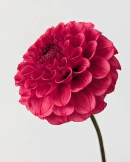 Looks like I'm on a roll with the raspberry dahlias. This is Levi's Kaleidoscope. She's so juicy, I'm really enjoying it.

We're finally starting to cool down here and the dahlias are perking up and starting to bloom, which probably means there will be frost any day now. We tend to swing between blazing hot and freezing cold. 

Really, I'm holding out hope for a longish season because I'd love to get to collect a few seeds and see the fancy mums boom.

There are so many good Levi's varieties. I didn't get to try many of the newest ones this year. Which are your favorites that I should add to my list for next year?