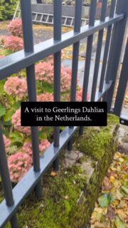 Whew, I'm home again from all my adventures, but I made one last stop on the way to the airport at @geerlingsdahlia. What a treat to see all the beautiful dahlias they grow for sale! I got to speak with one of the owners, it was so fun to hear what he likes. (I think Sandia Bliss is his current favorite and generally he's a waterlily fan.) 
The reel is a little frantic because I wanted to look at everything before I left for the airport so I had to keep my visit to thirty minutes. I was basically dashing through the dahlias. 😆