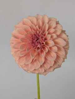 Devon Salmon was one of my favorite new varieties last year. That color had me at hello. I feel bad that with all the traveling I was doing, it got a bit neglected and the bugs chomped the petals before I could protect it with an organza bag. Guess the bugs thought she she was tasty too. Definitely going to try taking cuttings and bulking up stock of this one.