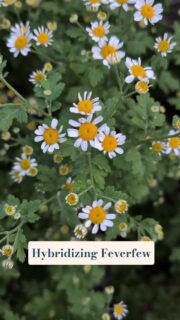 I'm not sure I can call it hybridizing if it was more of a happy accident than an intentional cross, but this fun little hybrid feverfew came back again this year. It reminds me of a kid's drawing of the sun.