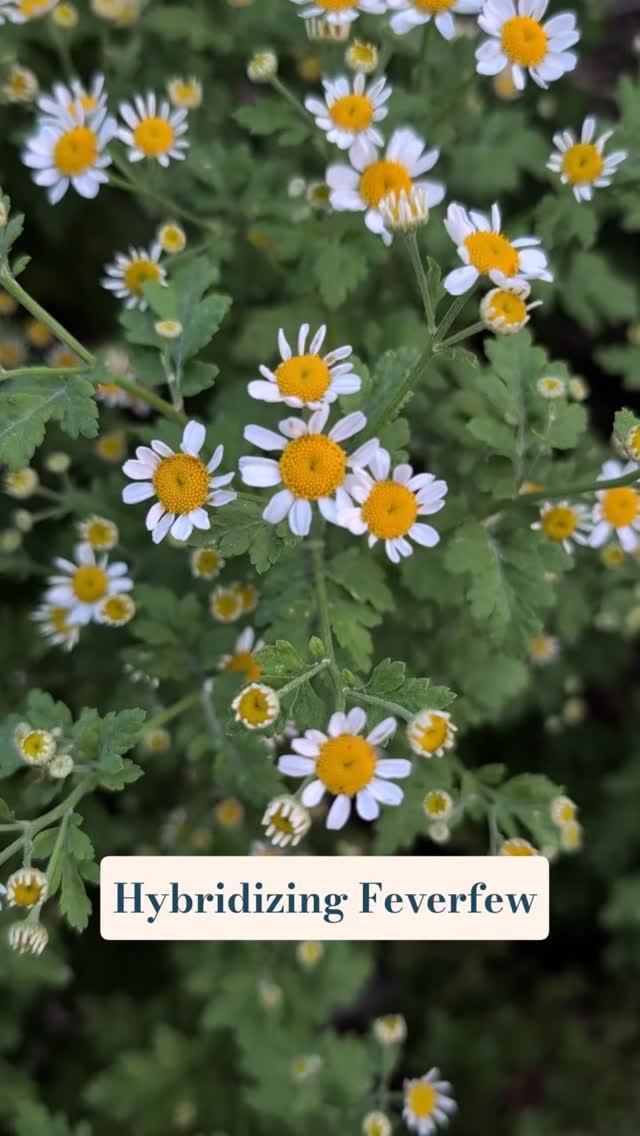 I'm not sure I can call it hybridizing if it was more of a happy accident than an intentional cross, but this fun little hybrid feverfew came back again this year. It reminds me of a kid's drawing of the sun.