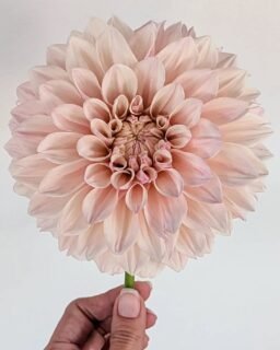 Sloooooowly starting to see more things bloom around here, and it makes me so happy

I started a bunch of cuttings of this one, Florelie Antique, early in the season and she's finally starting to put flowers out now. I'm hoping this last week of slightly cooler weather gets all my dahlias going.

I feel like Florelie Antique is a good option if you want a more full version of Cafe Au Lait. It also has a slightly better boom angle than Cafe Au Lait, but it can be a bit clock-faced. Meaning the bloom stares at you a bit, instead of being at a 45-degree angle from the stem (that's a qualification for dahlia show flowers.)

She's overall very lovely. I'd do a side by side comparison with Florelie Antique and Cafe Au Lait and some of the KA's, like KA's Pearl, but the rabbits ate some of my plants to death this year and the CAL were casualties. Just grateful to have any blooms at all!

#dahlia #dahlias #FlorelieAntiqueDahlia #CutFlowerGarden