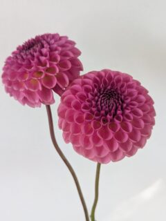 This dahlia seedling was a fun one. Her mama is one of my favorites, La Corbiere. I don't go by the rules and wait to name things until they're stable, I give the ones I like nicknames right away. This one is Cerise. She's got a little bit of cherry/raspberry tone with a touch of yellow in her center. When she first bloomed, I wasn't sure she'd have enough petals, but towards the end of the season she bloomed again and kept a tight center, so she gets to hang around for another year. 
I'm slowly starting to get things dug up. The weather has stayed fairly nice and I'm going to be so mad at myself later for not getting it all done now, when I'm digging in the cold. Hope everyone else is digging faster than me! 

#dahlia #dahliaseedling #dahlias