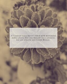 A haunted house for dahlia-lovers! 🫣😆 What else would you put in it? 

#Dahlia #dahlias