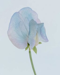 The colors. Dang nature is a master artist. I haven't grown sweet peas in many years because the first year I grew them, they attracted aphids.

But since good flower friends gave me a push and sent seeds, I planted them. I only recently managed to actually get them in the ground. By then, they were just one giant clump. So, now they're growing in the ground in one tangled lump, which feels sort of accurate.

They're starting to bloom and now I see why everyone said they must be grown. You were right. Especially since this is the time of year where nothing else is blooming. Thanks for the encouragement! Anyone else have a story like this, where you said you wouldn't grow something but then you were later grateful that someone gave you a push?