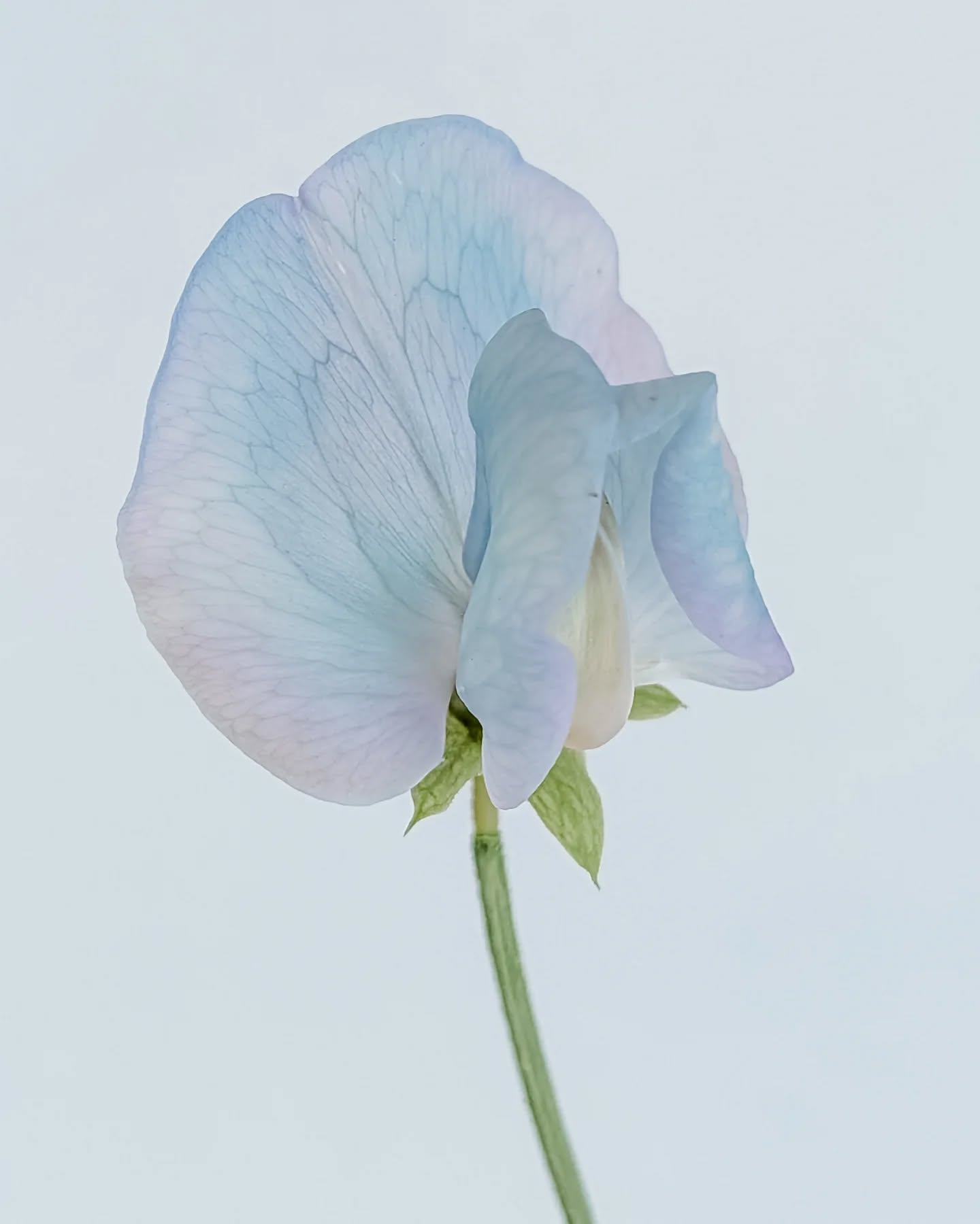 The colors. Dang nature is a master artist. I haven't grown sweet peas in many years because the first year I grew them, they attracted aphids.

But since good flower friends gave me a push and sent seeds, I planted them. I only recently managed to actually get them in the ground. By then, they were just one giant clump. So, now they're growing in the ground in one tangled lump, which feels sort of accurate.

They're starting to bloom and now I see why everyone said they must be grown. You were right. Especially since this is the time of year where nothing else is blooming. Thanks for the encouragement! Anyone else have a story like this, where you said you wouldn't grow something but then you were later grateful that someone gave you a push?