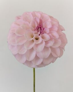 This is a seedling grown from seed that once upon a time, @levi_tremblay shared from his garden. The seed parent was Irish Ruffles. I think her face is a bit flat to be considered a show flower, but she's got just enough charm that I've kept her around. At least I think she's in storage somewhere. 🤷‍♀️ 

Speaking of seedlings, for those who don't know, dahlias don't produce seeds that look just like their parents. You get a new variety from every seed. This year's dahlia seeds are all potted up. If you check my stories soon, you can choose one and I'll put your name on it. Then I'll tag you when it blooms!

Hope everyone is having a lovely weekend and getting some things planted!