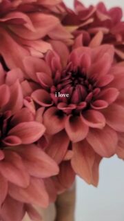 Starlit Russet!
I was so grateful to trial this one last year. I always tell folks that if they want to know if their seedling can handle extremes, send me one and our high altitude, dry heat and high UV will put them to the test! Fortunately for me Starlit Russet was happy to grow, though it stayed shorter for me than it did for the hybridizer, Kristin. 
If you like the colors in Night Silence but wish it was more full and a better tuber maker, you'll love the deep dusty tones of Starlit Russet. The form leans towards informal dec since the petals do a nice little tousled look, but I don't know if that's an official designation. 

Bonus! Right now @starlitdahlias is doing a giveaway and you could win this and one other new release.

#StarlitRusset #Dahlia #DahliaSeedling #Dahlias