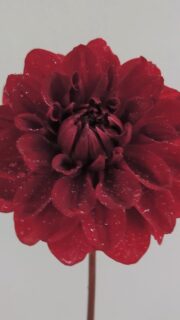 She looks like she belongs in a Telenovela, she just has that vivacity and mystique. This unnamed red seedling from Roe at @sweetbriarflowerspnw was so fun to trial last year! It sat right between burgundy and red in a way that keeps drawing your eye. It would be perfect as a bridge between colors in that palette. I also liked the full ruffles of her petals, reminded me of a salsa dancer twirling away.

Anyway, keep an eye on @sweetbriarflowerspnw she's got some amazing new seedlings being released this year. I've been drooling over all of them!

P.S. this reminded me of hanging out with my friends in middle school, back in the 1900s 😆 We would mute the audio on telenovelas and make up words to the highly expressive faces. Clearly, we had no Internet to entertain us back then.