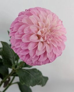 Mellum Nina and all the unplanted dahlias and plants sitting on my porch are really being so very patient as I plant one of them every other day or so. Sometimes I see posts with people talking about planting thousands of dahlias in two days and I really wonder at the inefficiency of my operation. 😆🤷‍♀️

I think if I win the lottery, I'd pay an organized person to systematize dahlia planting more for me. Mellum Nina did get planted out today finally after blooming in a pot on my porch. The zucchini plants are giving me quite the side eye though.

Anyway, if you are behind on planting I hope this makes you feel better about yourself.