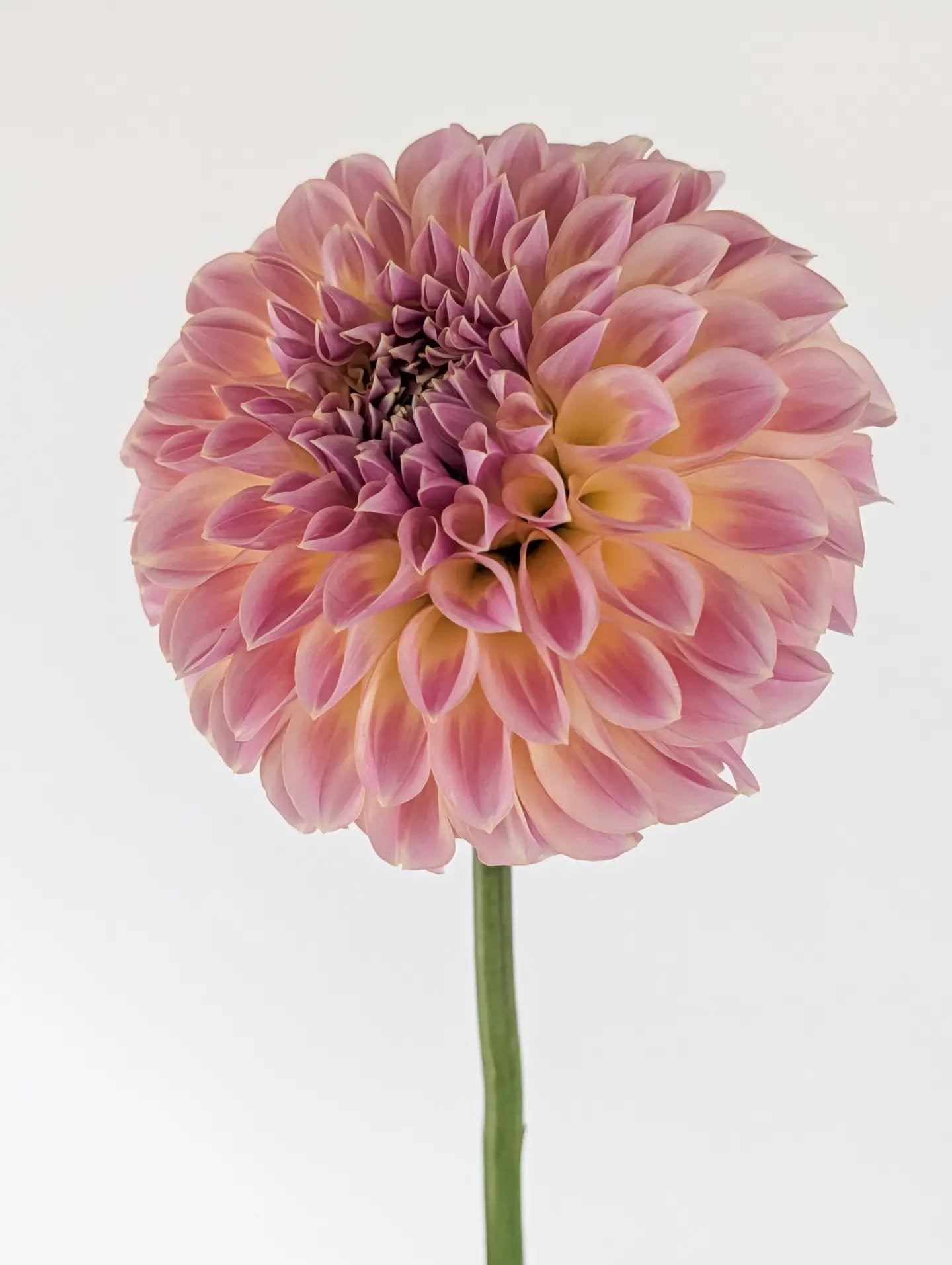 Coorabell Moonglow. Gotta love the dahlias with those swept back petals.

Dear bees, please deliver pollen that will deliver this feature to all my seedlings, kthanks.

I will say that this one is a 5" bloom so it starts to get a bit bulky in a bouquet or arrangement. I'll always have a soft spot for the smaller blooms.

Anyone know of a variety with the swept back petals on a smaller scale?