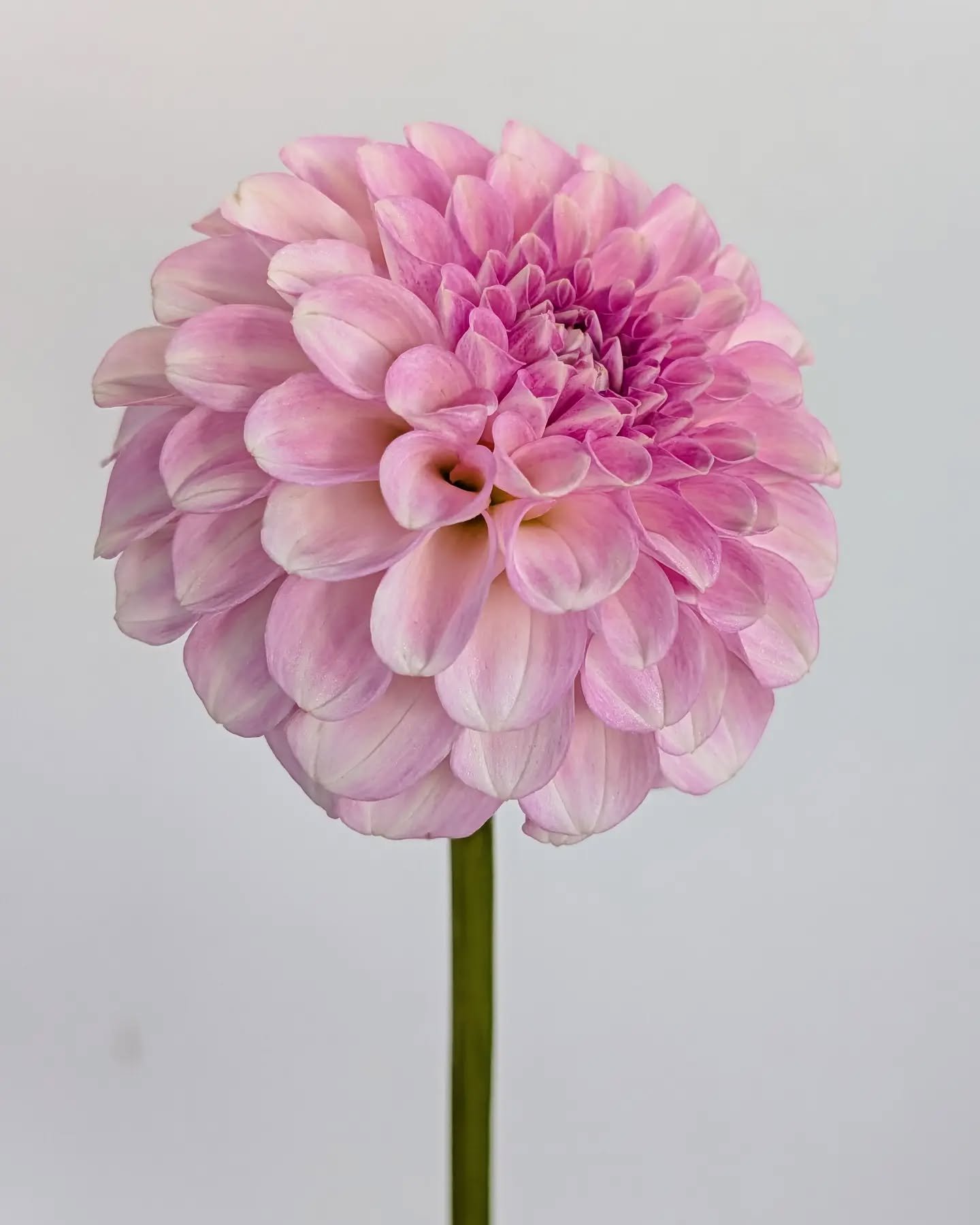 Is a dahlia seedling considered a third year seedling if you've grown it for three years but only seen it bloom for two years? 🤔

This seedling is from Irish Ruffles seed collected by @levi_tremblay. It's a cute little thing, nice form, would make for a nice cut flower. Just not sure I'll keep it around. We'll see, I get pretty easily convinced to give things just one more year. 😆