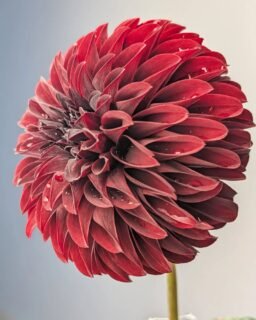 The Colorado Dahlia Society show is tomorrow. While they don't have a category for sexiest dahlia, if they did I think I could win it with River's Black Cherry.

She's like the stiletto of dahlias. The way the petals wrap around the stem on the back side is like a beautiful embrace.

I think one of the local dahlia societies in California has created a category for Best Backside, which I love.

Anyway, I dare you to name a sexier dahlia.