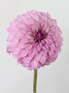 This is a fun seedling from @irisrwall. Nicky 7008 is a decent sized bloom, a little over 4" across that has lots of littler petals. It got a hair smashed by the organza bag I was using to protect it. So fun to see, thank you for sharing!

It was 80 here yesterday and I think Frostmas might come on Thursday, so the dahlias never really got to enjoy their usual cool fall. On to next year, I suppose!