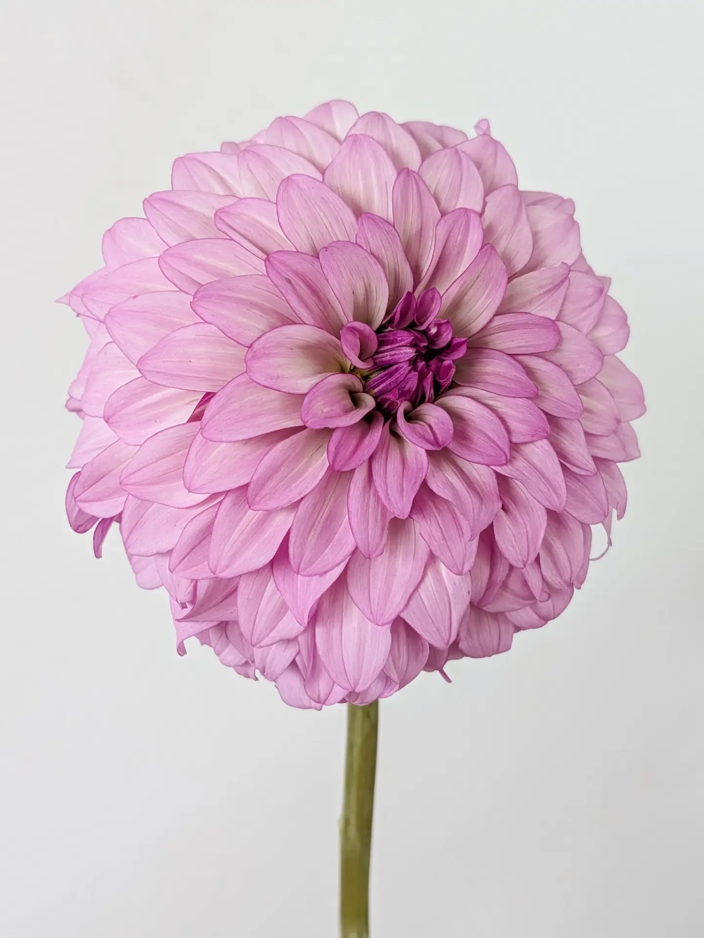 This is a fun seedling from @irisrwall. Nicky 7008 is a decent sized bloom, a little over 4" across that has lots of littler petals. It got a hair smashed by the organza bag I was using to protect it. So fun to see, thank you for sharing!

It was 80 here yesterday and I think Frostmas might come on Thursday, so the dahlias never really got to enjoy their usual cool fall. On to next year, I suppose!